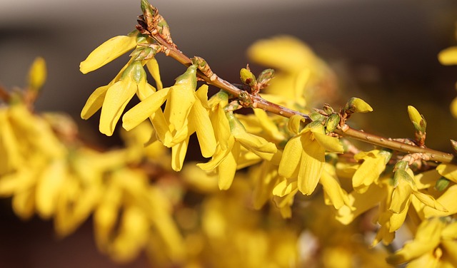 Forsythia: A Natural Remedy for Seasonal Allergies