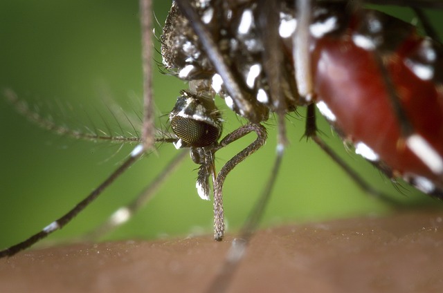 Naturlige midler til at holde myggene på afstand
