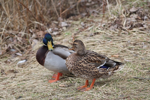 Krydsord for begyndere: Sådan kommer du i gang