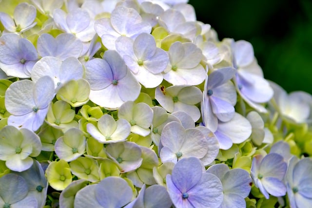Unleashing the Healing Power of Hydrangea: How this Flower Can Benefit Your Health