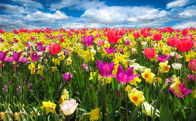 Den ultimative guide til at dyrke tulipanløg i din egen have