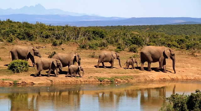 Fra savannen til vores baghave: Hvordan elefantgræs kan revolutionere landskabsarkitekturen