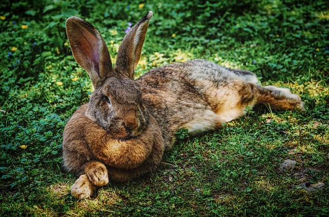 Kaninøkonomi: Hvor meget koster det egentlig at eje kaniner?